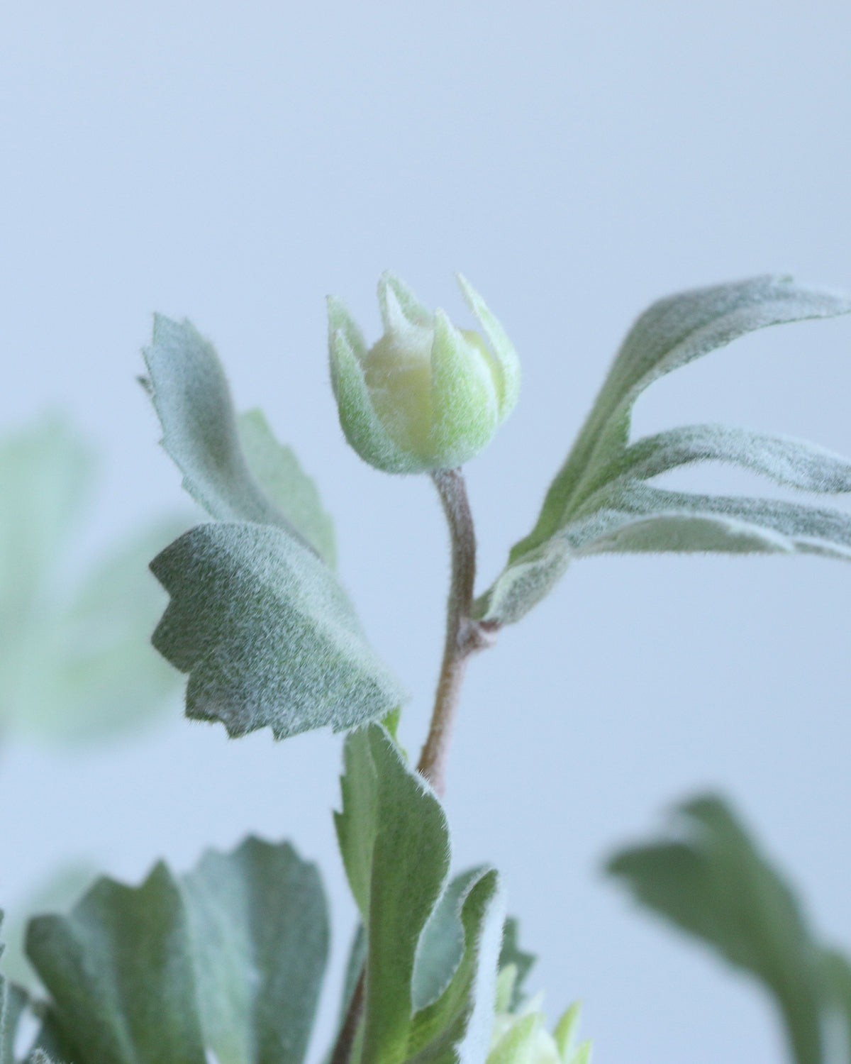 Faux Real Touch Dusty Miller Leaves