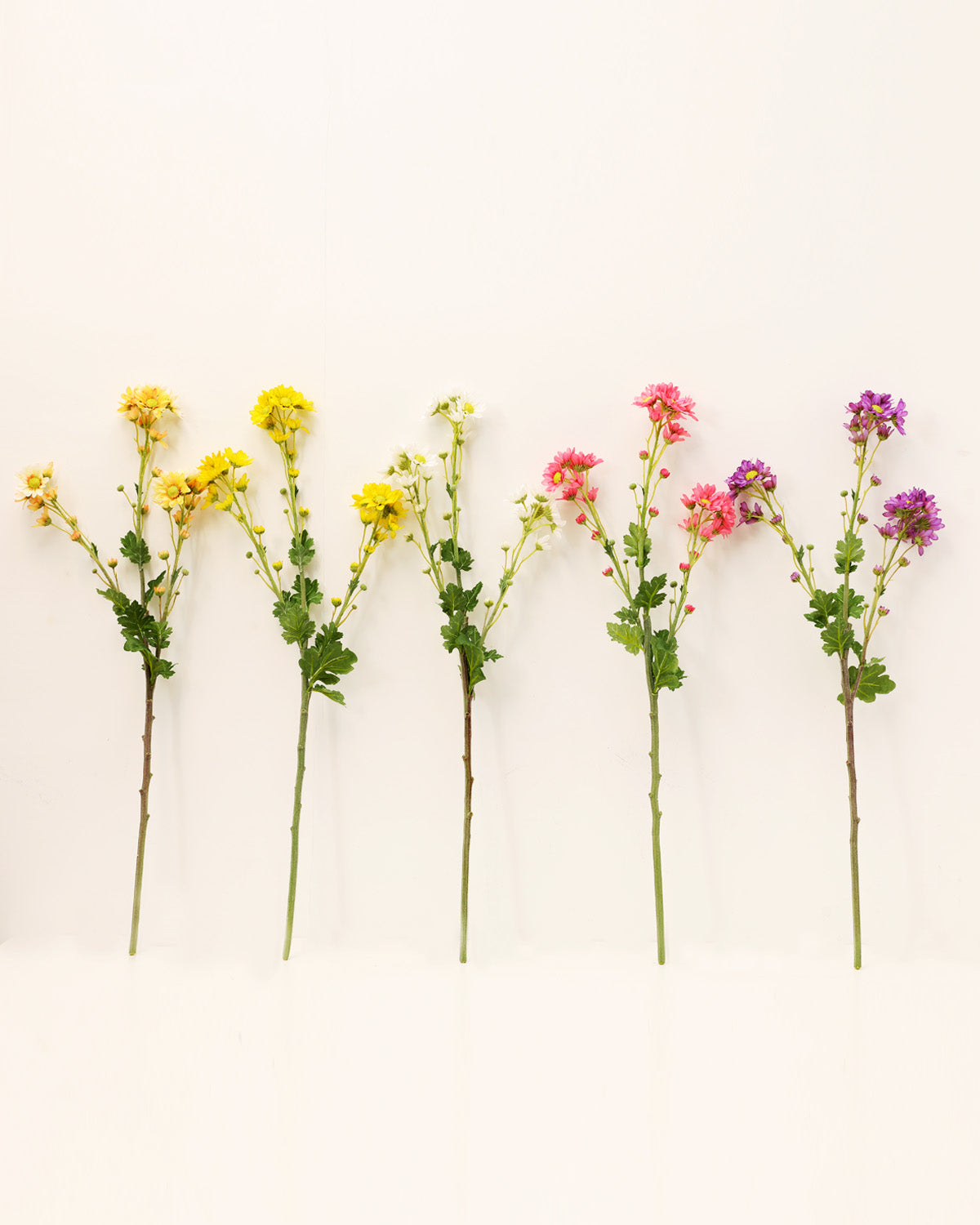 Best Wildflowers Daisies Online