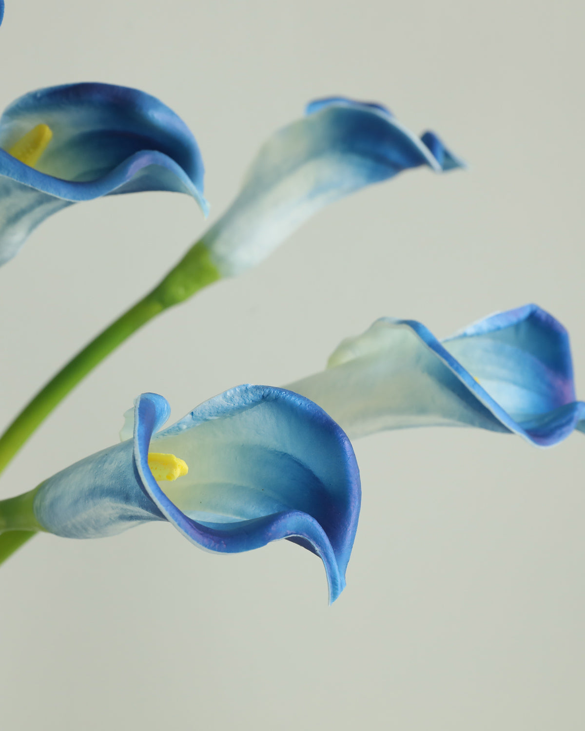 Artificial Real Touch Calla lily Blue